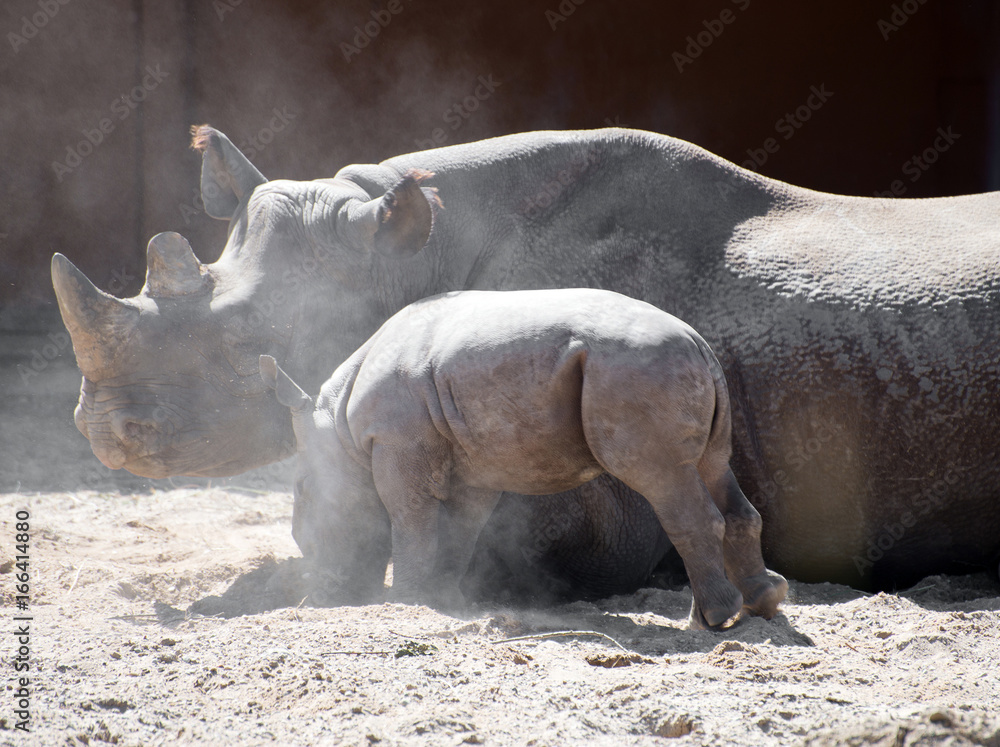 Fototapeta premium Newborn rhinoceros and his mother in the zoo.