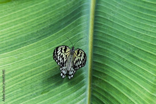 butterfly in the nature green forest habitat photo