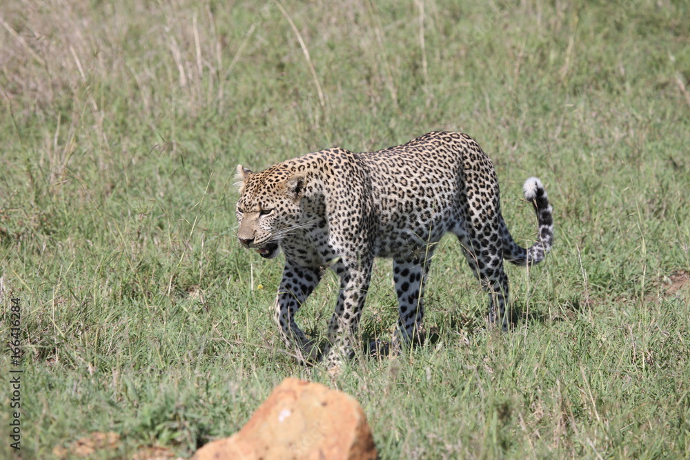 Naklejka premium Leopard Kenya Africa savannah wild animal cat mammal