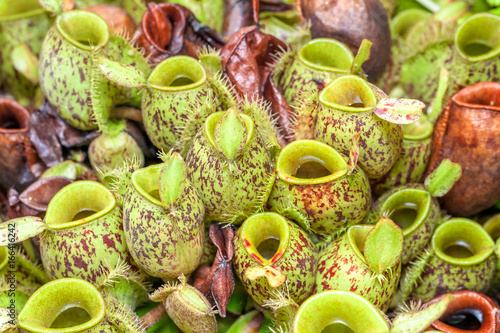 nepenthes plant,monkey cups the nepenthes tropical plant, photo