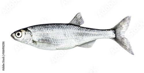 Fish isolated bleak (Alburnus) photo