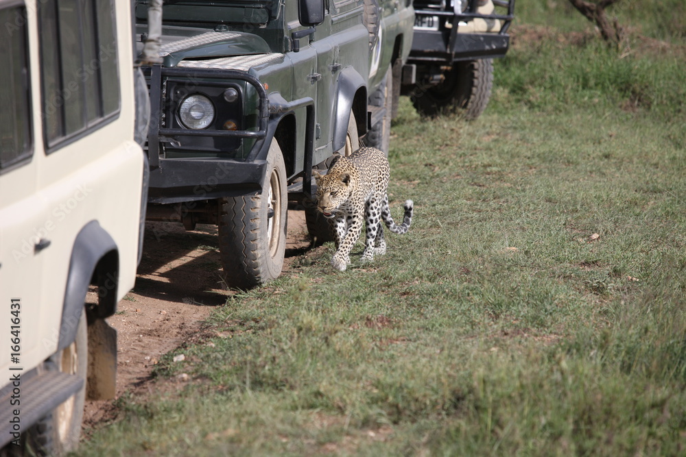 Fototapeta premium Leopard Kenya Africa savannah wild animal cat mammal