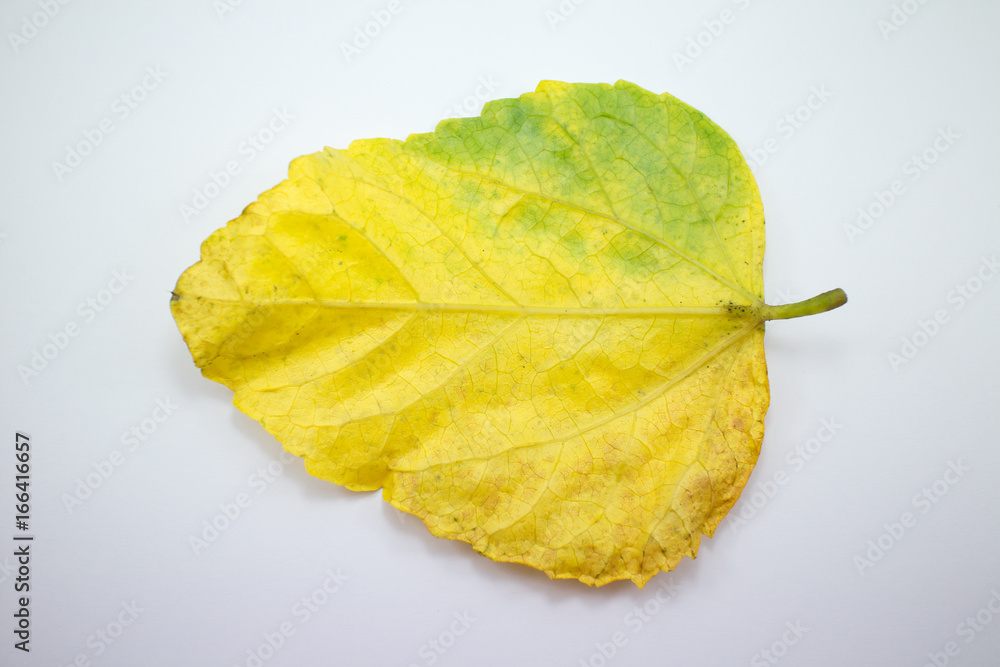 Disease Leaf of Chinese hibiscus flower isolated Disease Leaf of Chinese hibiscus flower isolated