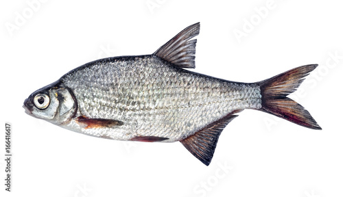 Fish silver bream with scales isolated on white background (Blicca bjoerkna)