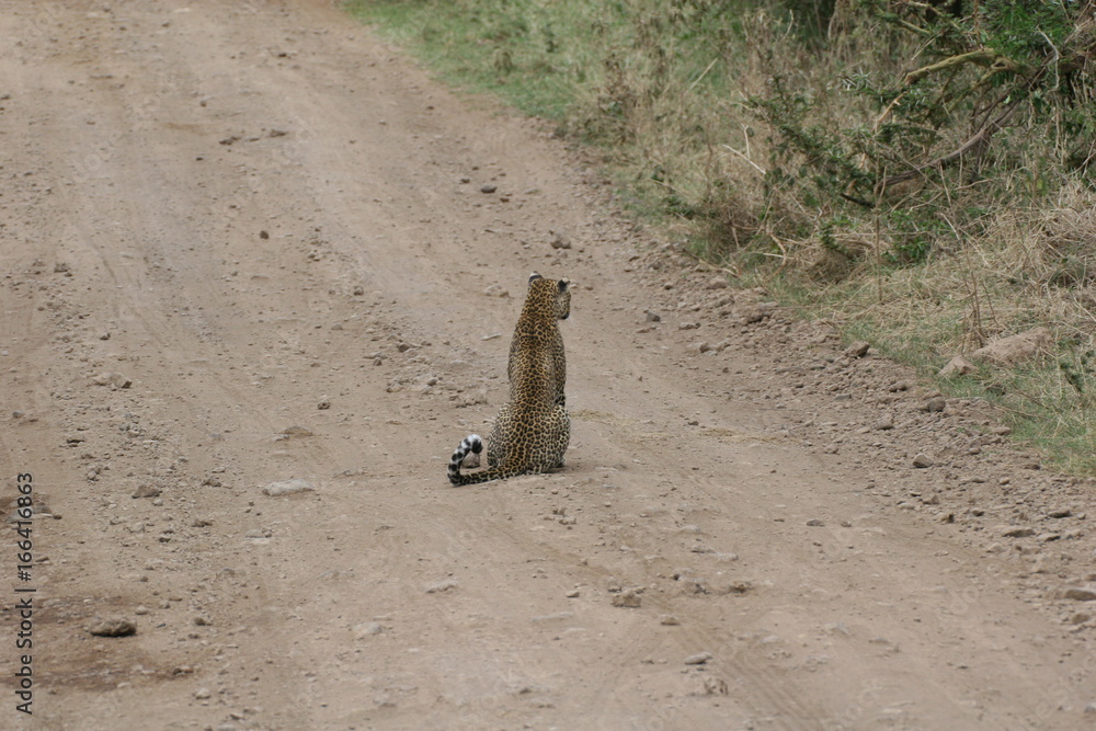 Leopard Kenya Africa savannah wild animal cat mammal Leopard Kenya Africa savannah wild animal cat mammal