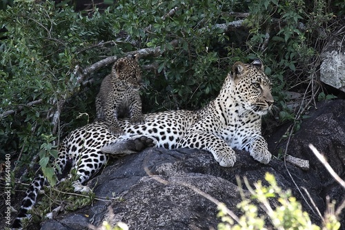 Leopard Kenya Africa savannah wild animal cat mammal