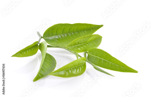 tea leaf on white background