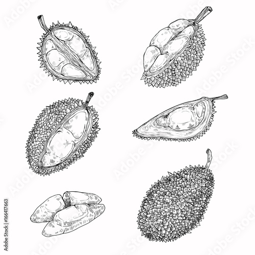 Set of vector black illustrations, icons of a durian fruit whole and peeled in an engraving style isolated on a white background. Print, template, design element