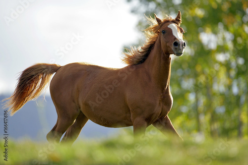 Chestnut Horse running. © rima15