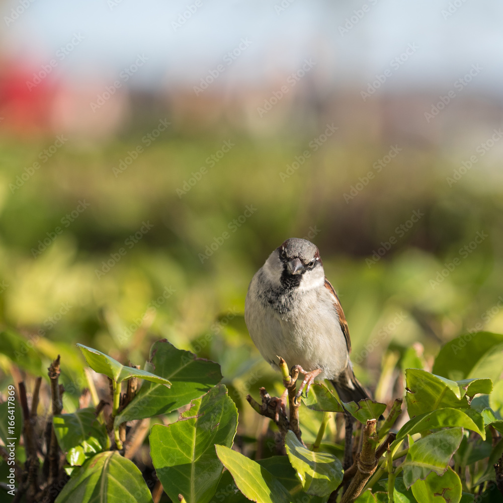 Fototapeta premium Spatz sitzt auf einem Busch und schaut in die Kamera