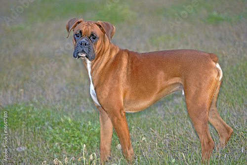 Boxer Dog 