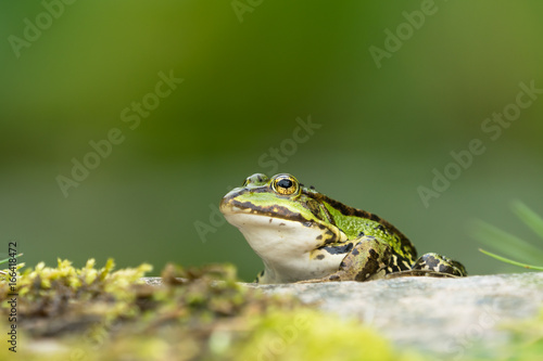 European green frog sitting on a rock facing left with vegetation in the blurred background