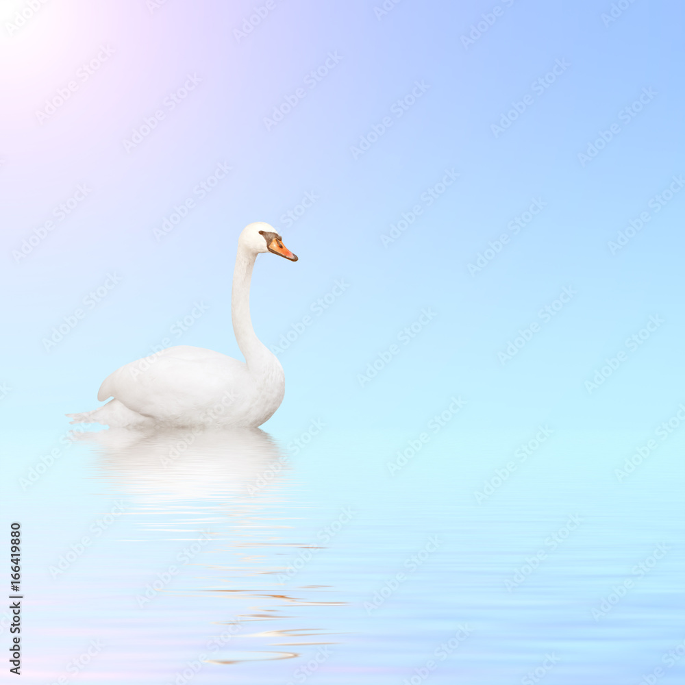 Fototapeta premium Mute swan on blue water