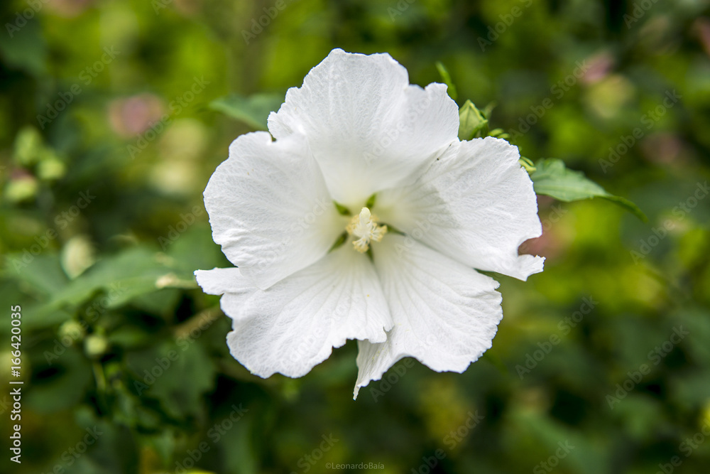 Obraz premium White flower