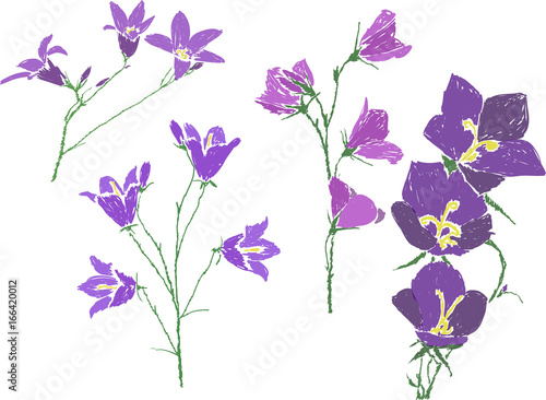 four isolated lilac campanula flowers sketches