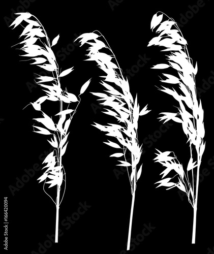 white three oat ears silhouettes set on black