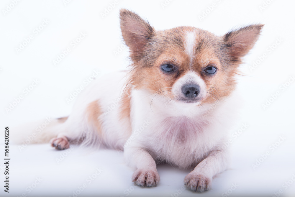 chihuahua in front of white background chihuahua in front of white background