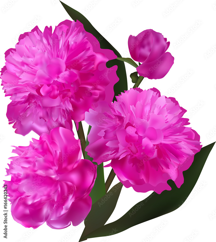 group of magenta peony flowers isolated on white