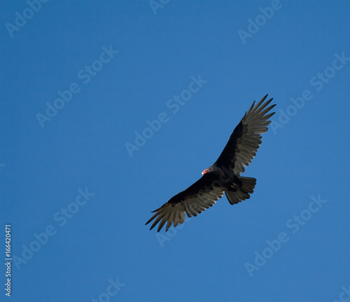 A vulture flying in the air with wings spread