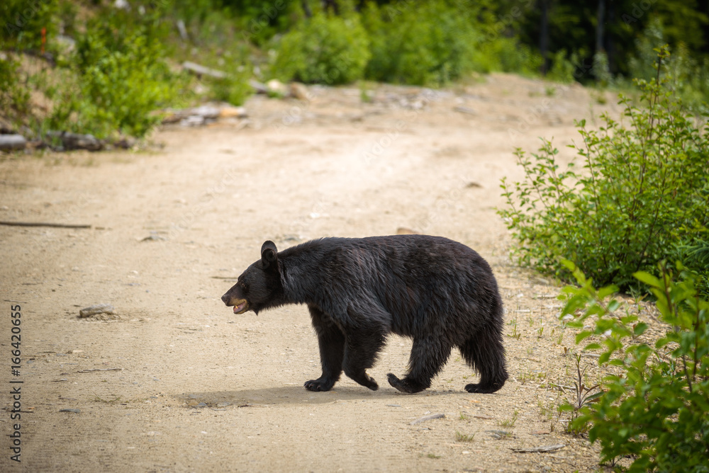 Naklejka premium Black Bear crossing a road in forests of Banff National Park, Canada