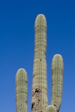 A three armed cactus against a blue sky