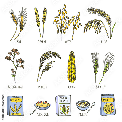 Colored illustrations of cereals. Vector pictures in hand drawn style