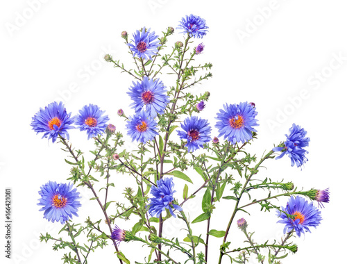 isolated group of blue color garden flowers