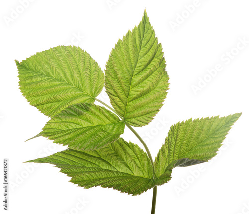 five raspberry green leaves isolated on white