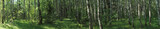 Wild summer forest panorama in Russia
