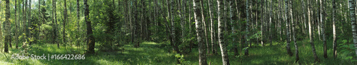 Wild summer forest panorama in Russia © Alexander