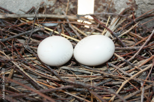 Pigeon progeny. Two pigeon eggs
