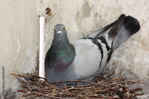 Dove and nest in a city