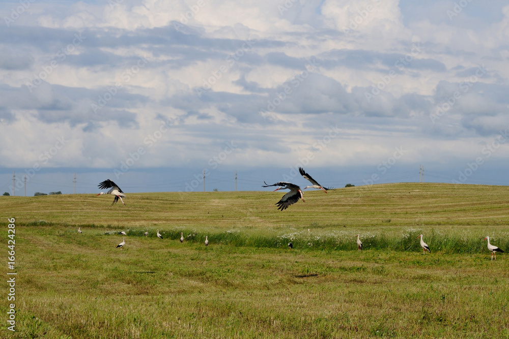Fototapeta premium feeding storks