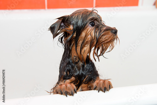 Wet Yorkshire Terrier Puppy While Wash