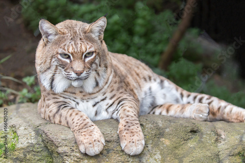 Bobcat (Lynx rufus californicus) resting on a rock and posing. Santa Clara County, California, USA. © Yuval Helfman