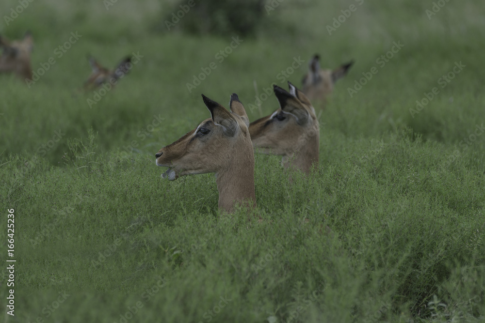 Fototapeta premium Impala alert for any dangerous noises