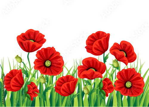 Red Poppy Flower isolated on white background. Vector red romantic poppy flowers and grass. red poppies. red flower. flourish flowery bunches design for decor Web site page and mobile app design.