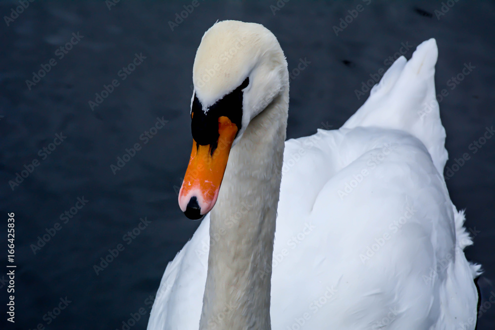 Obraz premium Cisne elegante