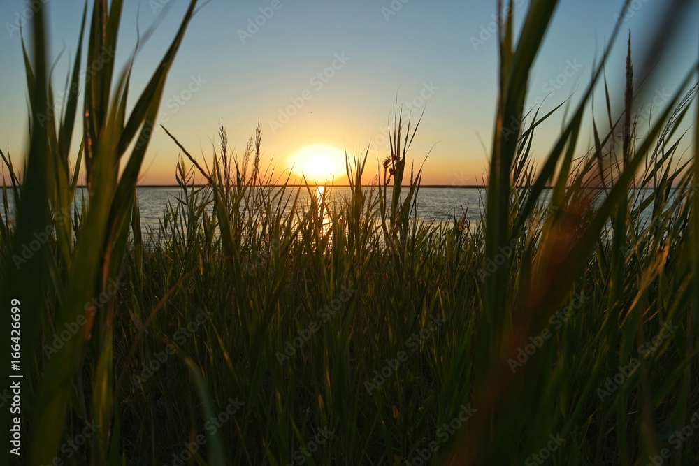 The panorama of the sunset over the sea bay and thickets of the reeds