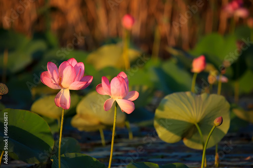 The blooming of pink lotus in Astrakhan region, river, summer. Russia.