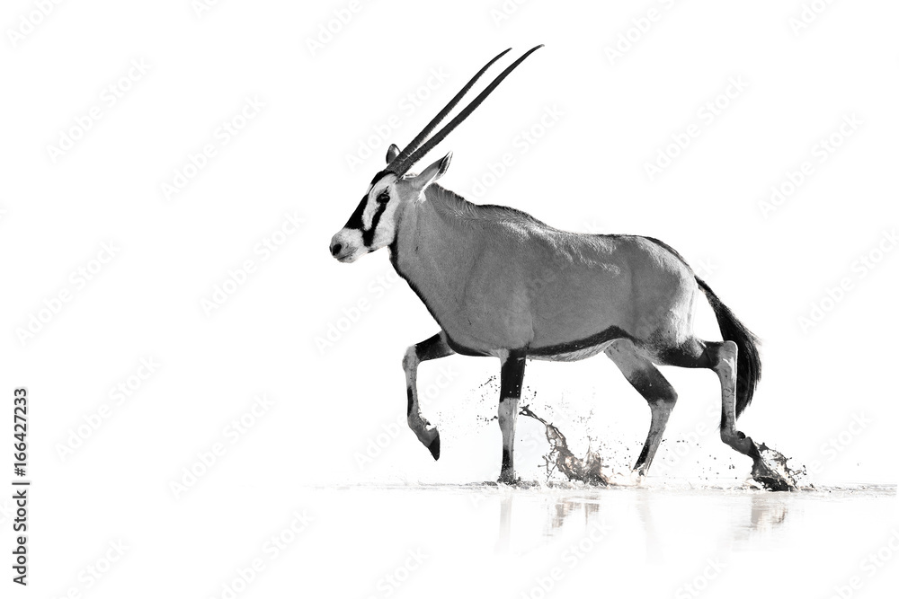 Artistic, black and white photo of large antelope with spectacular