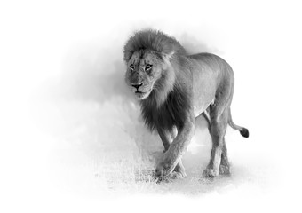 Artistic, black and white photo of Lion, Panthera leo,  male with dark mane in motion from front view,  isolated on white background with a touch of environment. Chobe, Botswana.