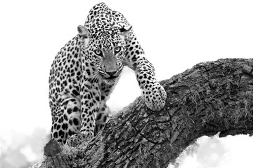 Black and white photo, Sri Lankan leopard, Panthera pardus kotiya, isolated on white background with touch of environment. Male on tree, staring directly at camera, close up distance.Yala, Sri Lanka.