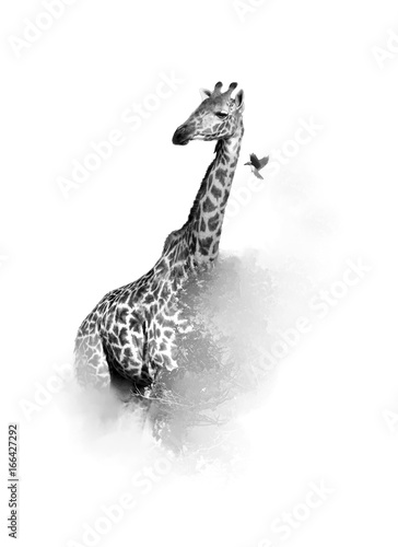 Artistic, black and white vertical photo of  Masai Giraffe, Giraffa camelopardalis tippelskirchi with bird flying from its neck,  isolated on white background with a touch of environment. Tanzania.  photo