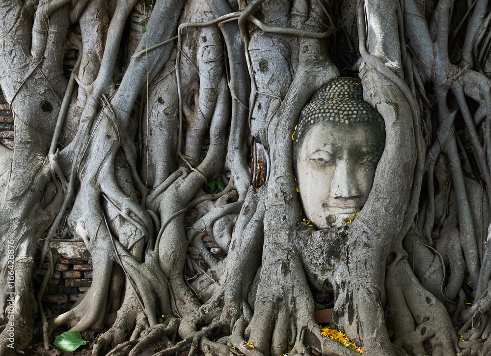 Buddha Head Overgrown By Big Tree at famous place, Wat Mahathat, Ayutthaya Thailand