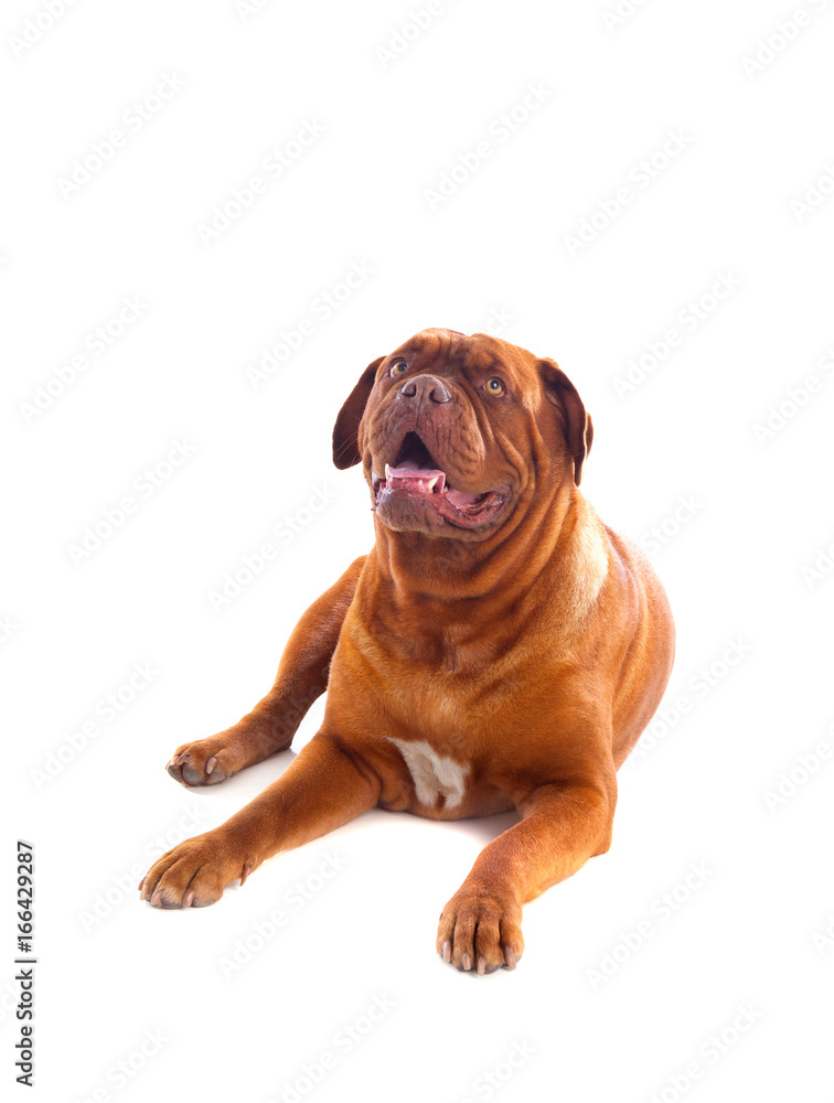 Close-up of Dogue de Bordeaux Close-up of Dogue de Bordeaux