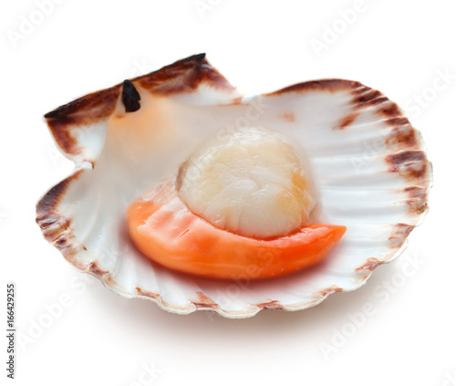 Canvas Print Raw scallop isolated on white background