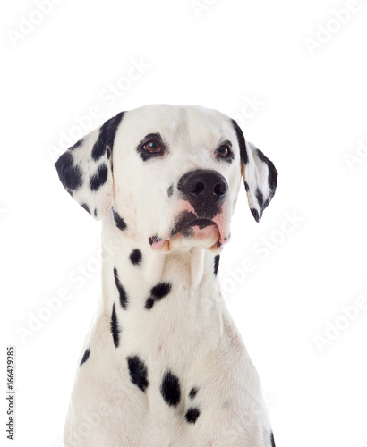 Beautiful dalmatian dog