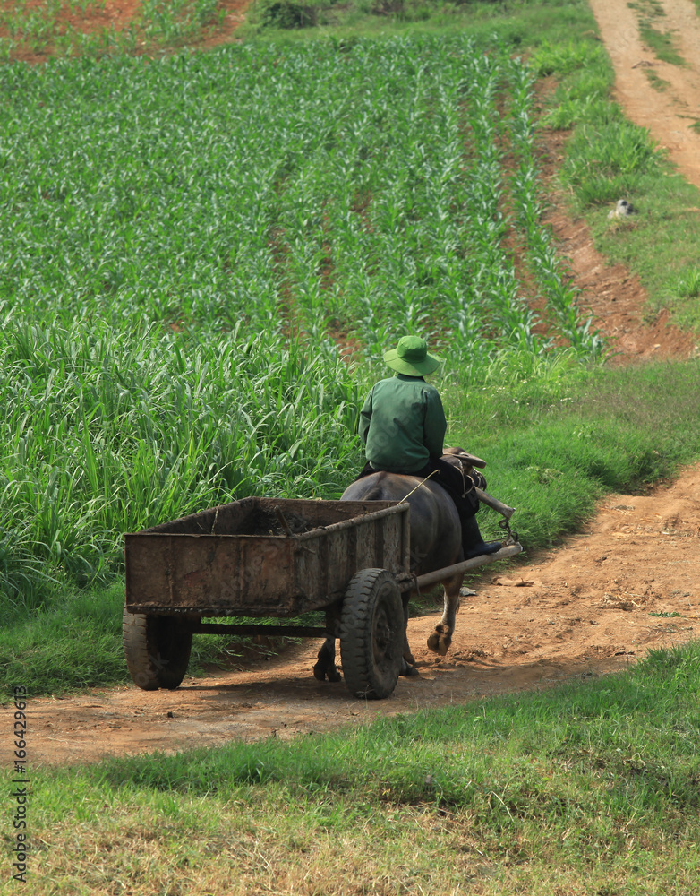 Fototapeta premium Asian farmer on the green grass field with his water buffalo.