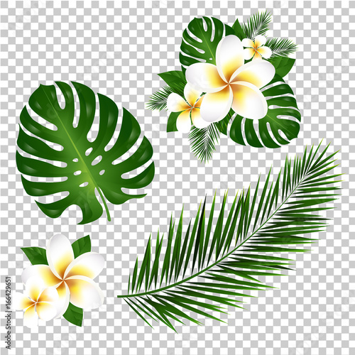 Palm And Monstera Tree Leaf